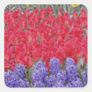 Recherche de hyacinthe autocollants Fleur
