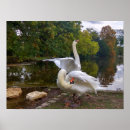 Recherche de lac cygne posters Nature