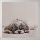 Recherche de tzu shih posters Chien