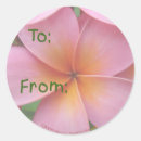 Recherche de frangipani autocollants Plumeria