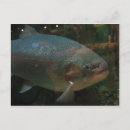 Recherche de poisson cartes postales Animal