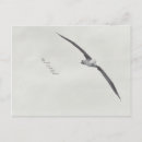 Recherche de albatros cartes postales Vol