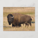 Recherche de photo de bison cartes postales Animal