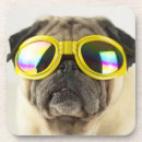 Recherche de pug bar Dog