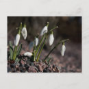 Recherche de snowdrop cartes postales Vert