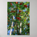 Recherche de rosier posters Nature