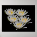 Recherche de lotus flower posters Floral