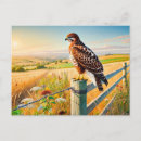 Recherche de buse cartes postales Sauvage