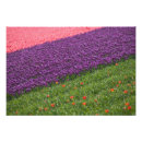 Recherche de champ de tulipe posters Couleur