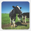 Recherche de vache holstein autocollants Pâturage