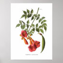 Recherche de vigne de trompette Illustration