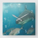 Recherche de l australie horloges Animal