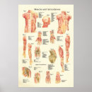 Recherche de articulation posters Anatomie