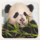 Recherche de panda géant dessous de verres Pandas