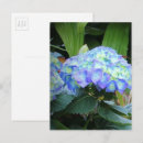 Recherche de hortensia bleu cartes postales Floral
