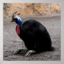 Recherche de cassowary posters Sans vol