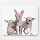 Recherche de vétérinaire tapis souris Dog