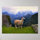 Recherche de llama posters Inca