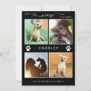 Recherche de fourrure invitations Photo de chien
