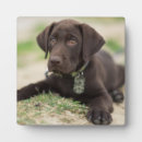 Recherche de laboratoire plaques Mignon