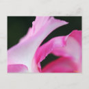Recherche de pétales de rose cartes postales Photographie