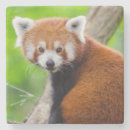 Recherche de panda roux dessous de verres Rouge