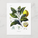Recherche de agrumes cartes postales Botanique