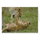 Recherche de crête de lincoln cartes postales Prédateur