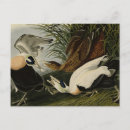 Recherche de eider cartes postales Oiseau