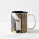 Recherche de chien teckel tasses Animaux domestiques