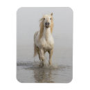 Recherche de cheval camargue magnets Étalon