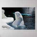Recherche de baleine beluga posters Béluga