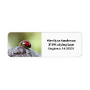 Recherche de coccinelles photographie Faune