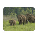Recherche de éléphant magnets Jungle