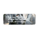 Recherche de labrador retriever noir cartes postales Chien