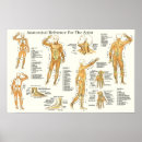Recherche de os de la main posters Médical