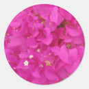 Recherche de bouganvillée rose Pour tous