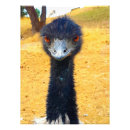 Recherche de émeu posters Oiseau