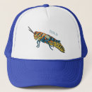 Recherche de sauterelles casquettes Insecte