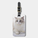 Recherche de ragdoll Mignon