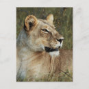 Recherche de lionesse cartes postales Photographie