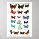 Recherche de graphique papillon art Insectes
