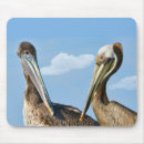 Recherche de pélican tapis souris Nature