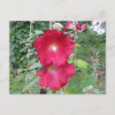 Recherche de ancienne fleur cartes postales Toute personne