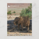 Recherche de namibie afrique cartes postales Désert