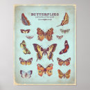 Recherche de papillon posters Turquoise