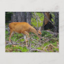 Recherche de faons cartes postales Biche