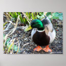 Recherche de canards sauvages posters Pour tous
