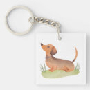 Recherche de chiot teckel porteclés Dachshund