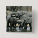 Recherche de éléphant africain badges Mammifère